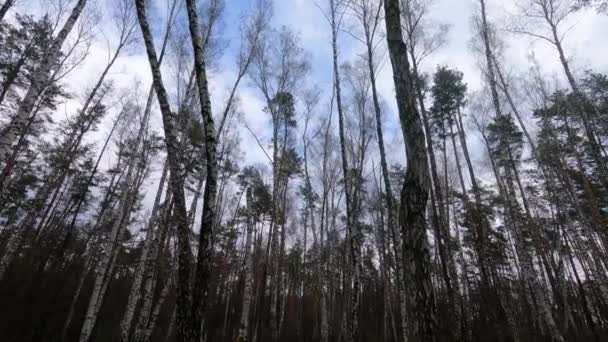 Nyírfa erdő nyírfákkal délután — Stock videók