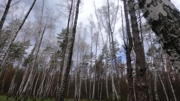 Foresta di betulla con betulle nel pomeriggio — Video Stock