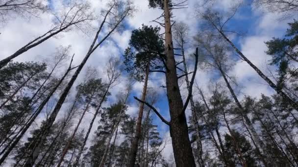 Березовий ліс з березами після обіду. — стокове відео