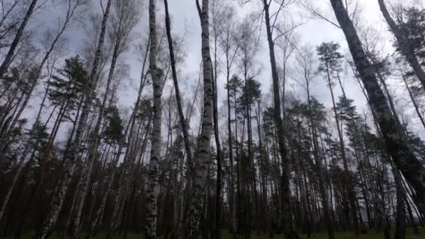 Birch δάσος με σημύδες το απόγευμα — Αρχείο Βίντεο