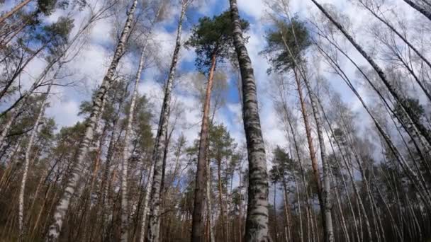 Foresta di betulla con betulle nel pomeriggio — Video Stock