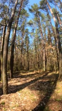 Orman manzarasının dikey videosu, yavaş çekim