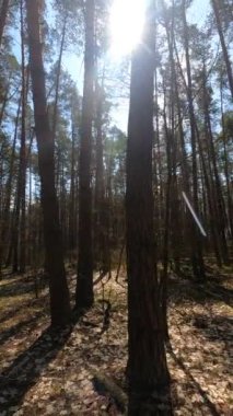 Orman manzarasının dikey videosu, yavaş çekim