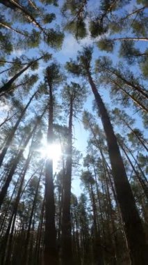 Orman manzarasının dikey videosu, yavaş çekim