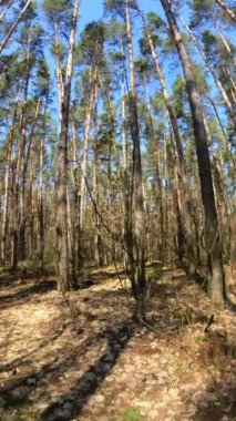 Orman manzarasının dikey videosu, yavaş çekim