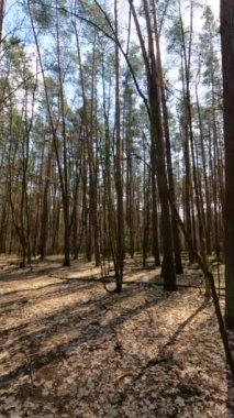 Orman manzarasının dikey videosu, yavaş çekim