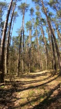 Orman manzarasının dikey videosu, yavaş çekim