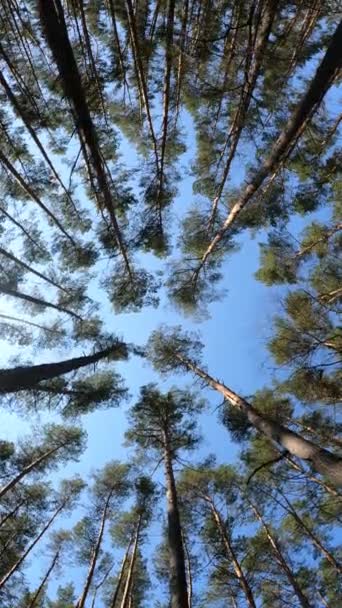 Orman manzarasının dikey videosu, yavaş çekim — Stok video