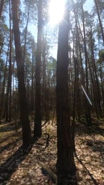 Vídeo vertical da paisagem florestal, câmera lenta — Vídeo de Stock