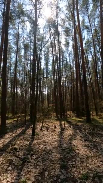 Vídeo vertical del paisaje forestal, cámara lenta — Vídeo de stock