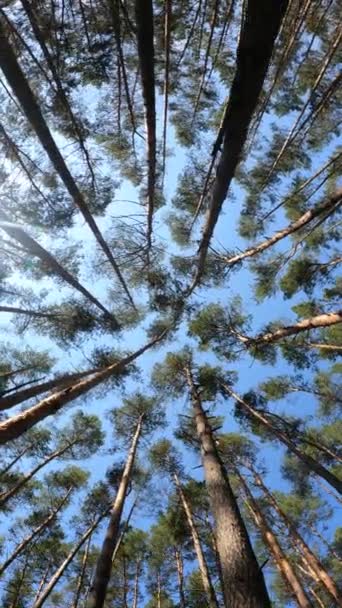 Vidéo verticale du paysage forestier, ralenti