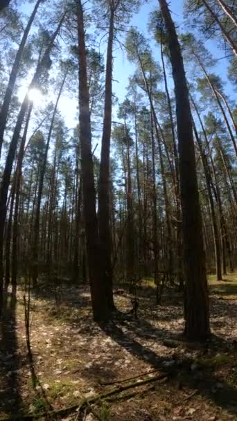 Vertikales Video der Waldlandschaft, Zeitlupe — Stockvideo