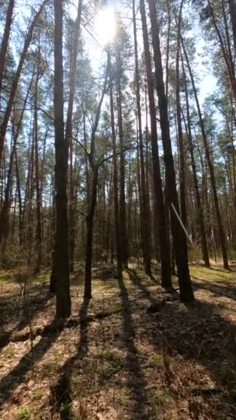 Vídeo vertical del paisaje forestal, cámara lenta — Vídeos de Stock