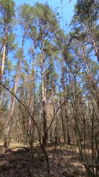 Függőleges videó az erdős tájról, lassított felvétel — Stock videók