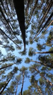 Orman manzarasının dikey videosu, yavaş çekim