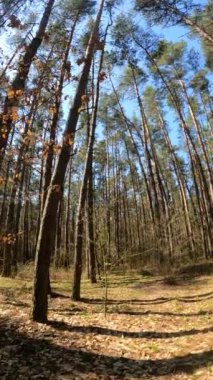 Orman manzarasının dikey videosu, yavaş çekim