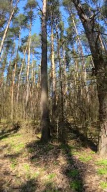 Orman manzarasının dikey videosu, yavaş çekim