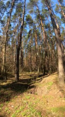 Orman manzarasının dikey videosu, yavaş çekim