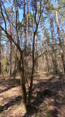 Orman manzarasının dikey videosu, yavaş çekim