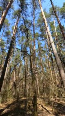 Orman manzarasının dikey videosu, yavaş çekim