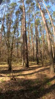 Orman manzarasının dikey videosu, yavaş çekim