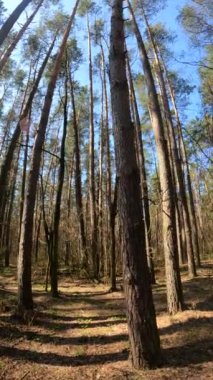 Orman manzarasının dikey videosu, yavaş çekim