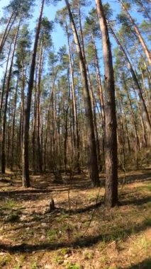 Orman manzarasının dikey videosu, yavaş çekim