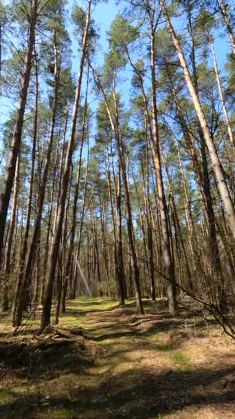 숲의 풍경, 느린 움직임에 대한 수직 영상 — 비디오