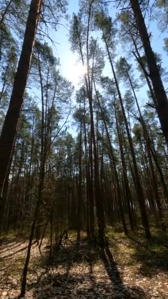 Vídeo vertical del paisaje forestal, cámara lenta — Vídeos de Stock