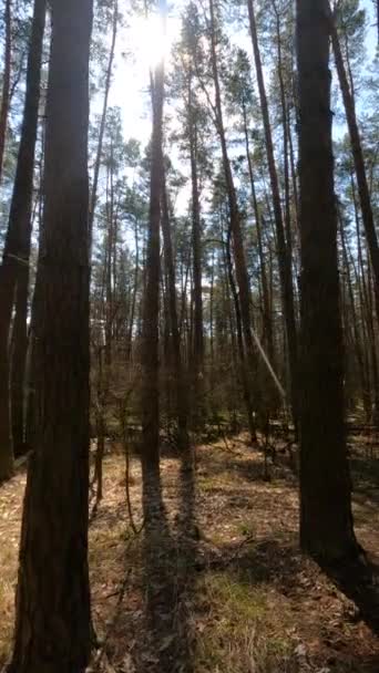 Vídeo vertical da paisagem florestal, câmera lenta — Vídeo de Stock