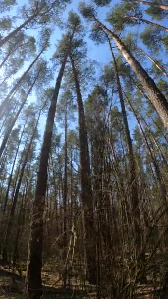 Вертикальне відео лісового пейзажу, повільний рух — стокове відео
