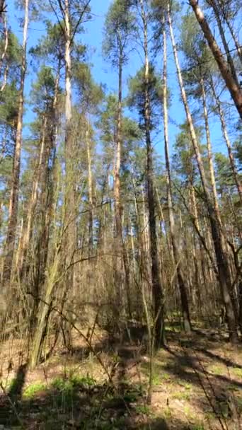 Vertikal video av skogslandskapet, slow motion — Stockvideo