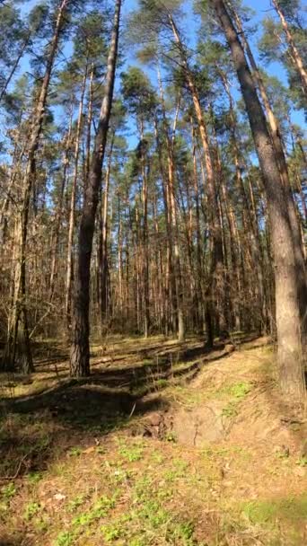 Vertical video of the forest landscape, slow motion — Stock Video