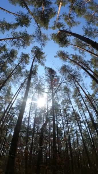 森の風景の垂直ビデオ,スローモーション — ストック動画