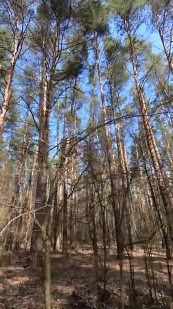 森の風景の垂直ビデオ,スローモーション — ストック動画