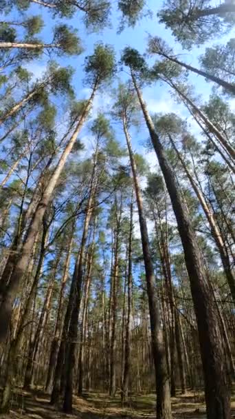 Függőleges videó az erdős tájról, lassított felvétel — Stock videók