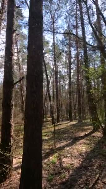 Vertikales Video der Waldlandschaft, Zeitlupe — Stockvideo