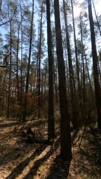 Vídeo vertical da paisagem florestal, câmera lenta — Vídeo de Stock