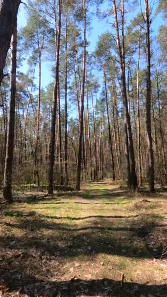 Vertical video of the forest landscape, slow motion — Stock Video