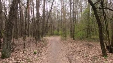 Gün boyunca ormanda küçük bir yol.