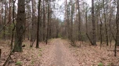 Gün boyunca ormanda küçük bir yol.