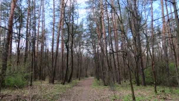 Mała droga w lesie w ciągu dnia — Wideo stockowe