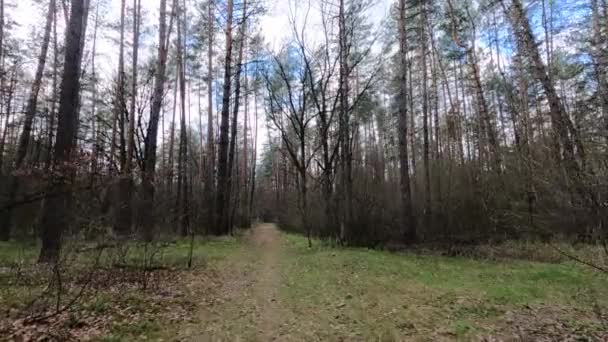 Pequeño camino en el bosque durante el día — Vídeos de Stock