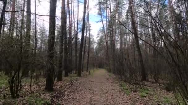 Petite route dans la forêt pendant la journée — Video