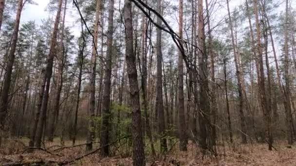 Small road in the forest during the day — Stock Video