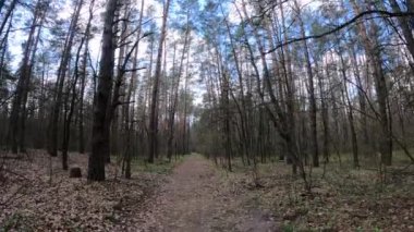 Gün boyunca ormanda küçük bir yol.