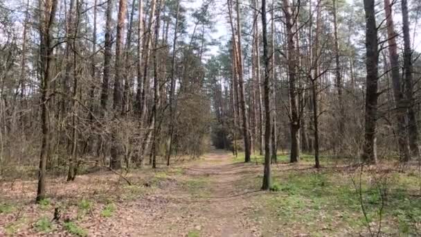 Pequena estrada na floresta durante o dia — Vídeo de Stock