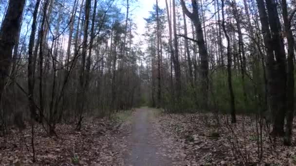 日中は森の中の小さな道 — ストック動画