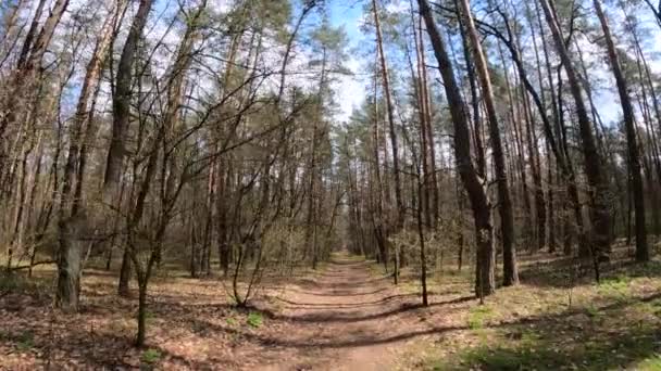 Pequeño camino en el bosque durante el día — Vídeos de Stock