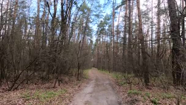 Маленька дорога в лісі протягом дня — стокове відео